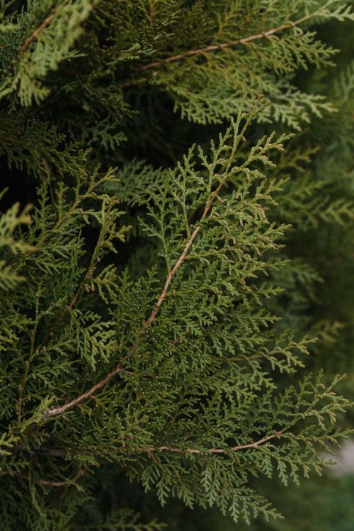 Free Detailed view of lush green arborvitae leaves showcasing natural texture and growth. Stock Photo