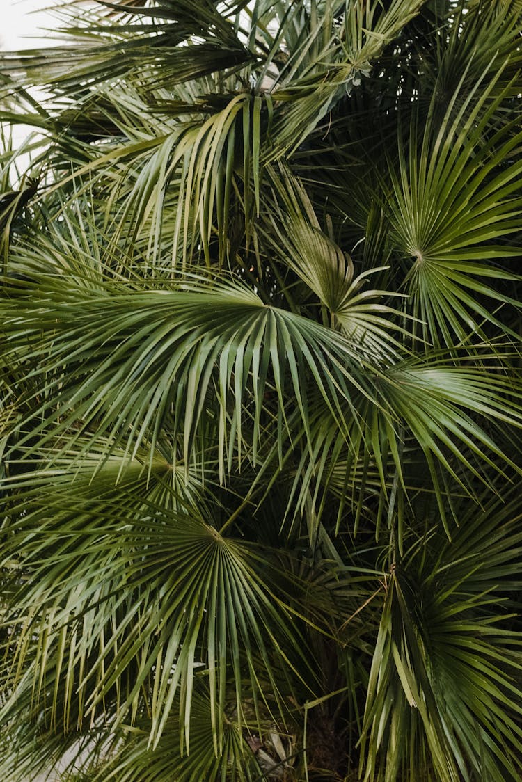 Green Palm Leaves