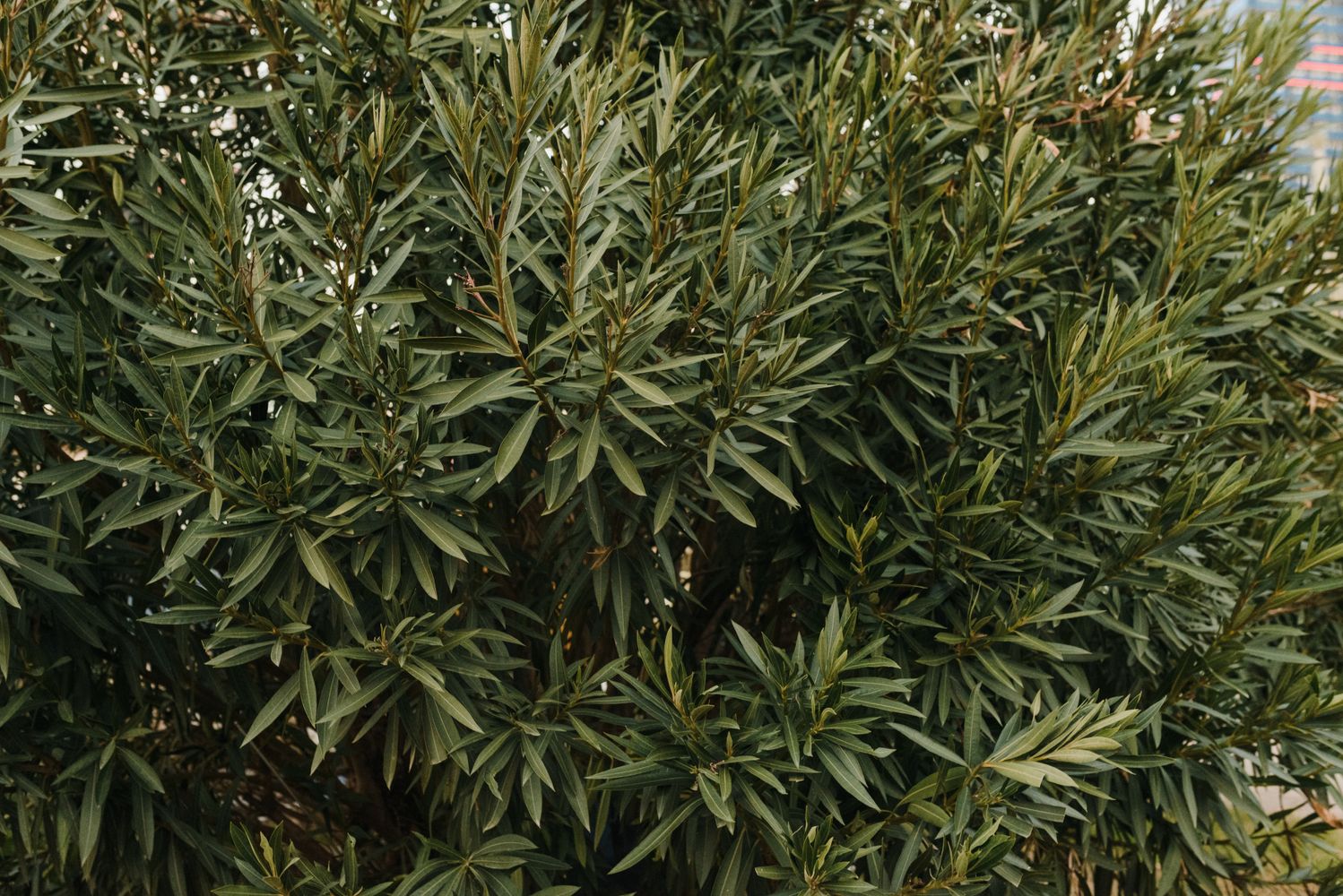 Bush Texture Photos, Download The BEST Free Bush Texture Stock Photos ...