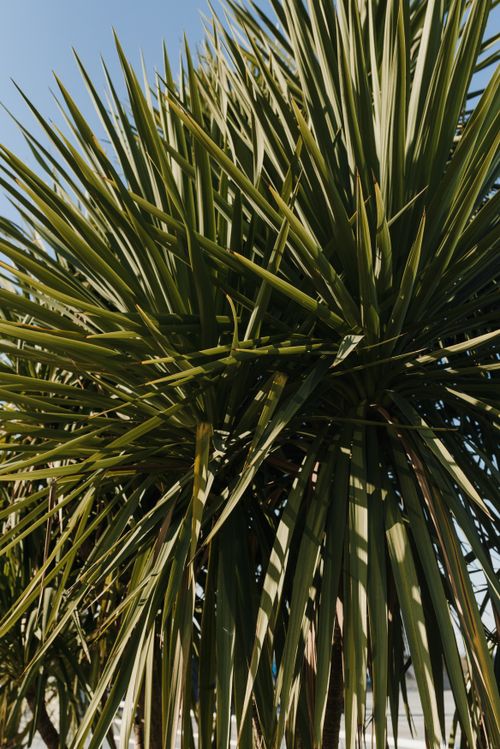 Free Close-up of sharp green Yucca plant leaves with clear blue sky background. Stock Photo
