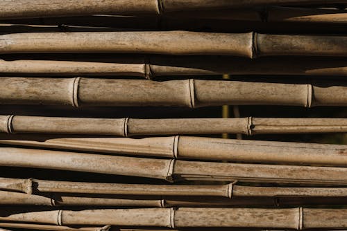 乾燥, 竹, 竹の幹の無料の写真素材