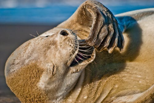 动物头, 動物, 動物攝影 的 免费素材图片