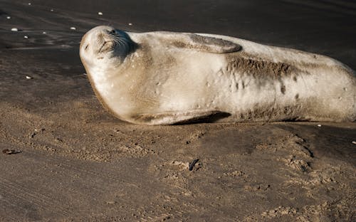 Free A Seal on the Shore Stock Photo