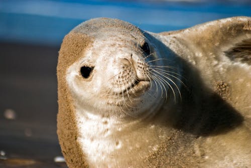 Free Close up of Seal Head Stock Photo