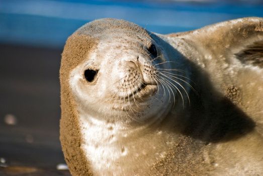 Close-up of a seal lying on a sandy beach with clear blue water in the background.