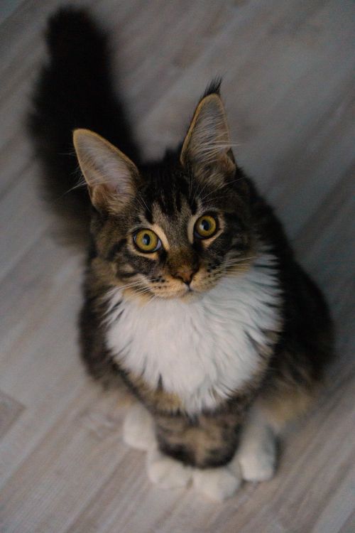 Free Cute tabby cat sitting indoors, looking up with curious expression. Stock Photo