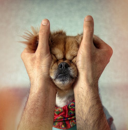 Free A Person Petting a Dog Stock Photo