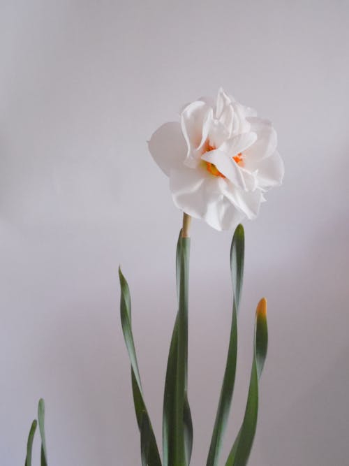Delicate fragrant blooming narcissus with lush bud and thin petals against white background
