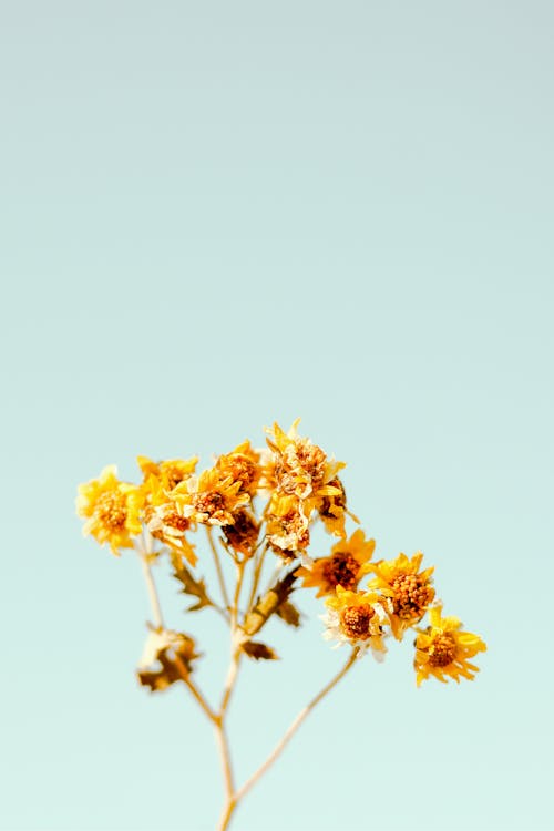 Yellow wildflowers on thin stem on blue background