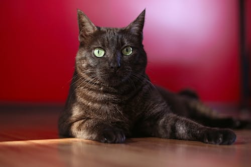 A Black Cat With Green Eyes Lying on a Wooden Floor