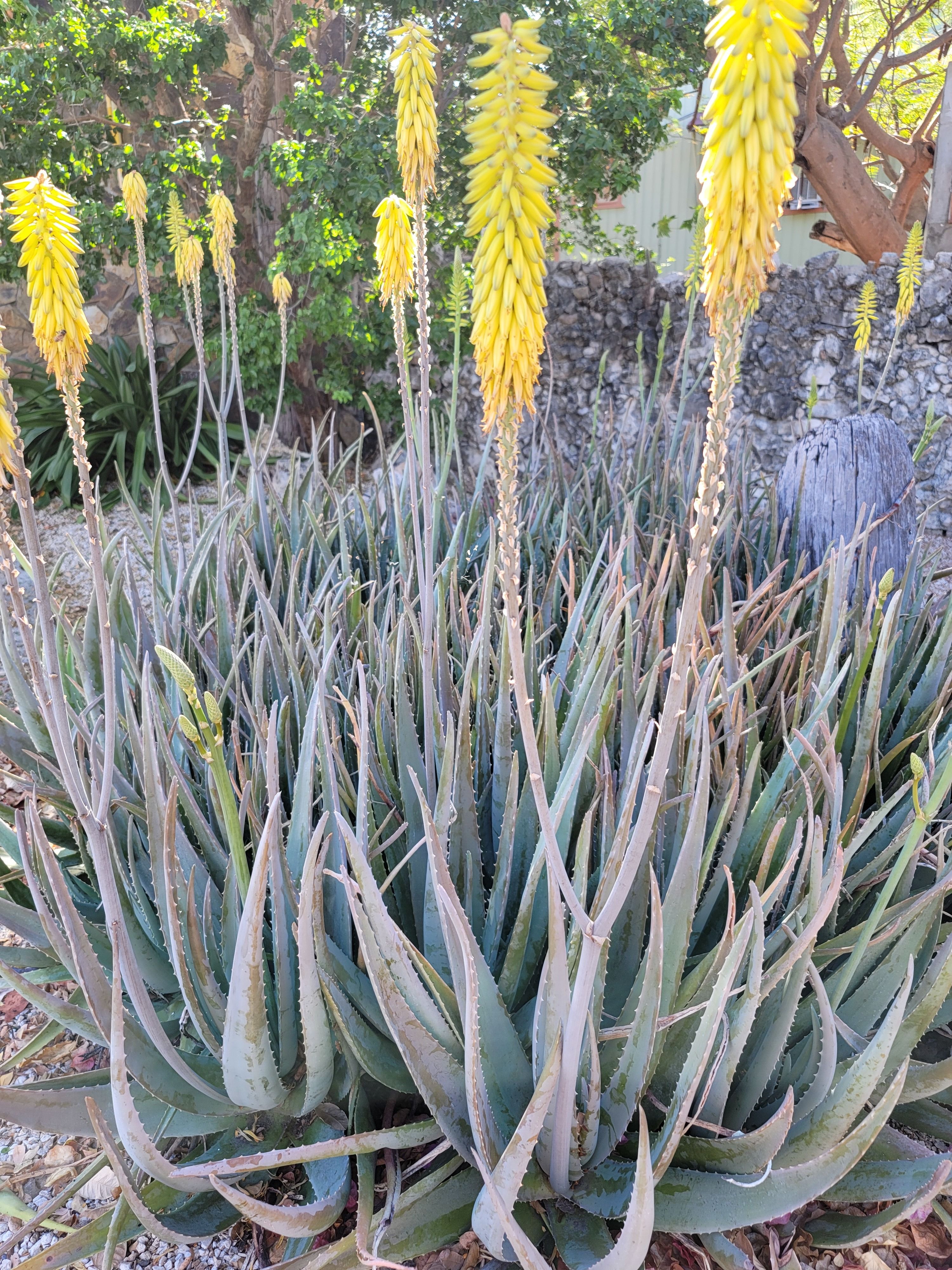 Free stock photo of aloe, aloe vera, cactus plant Stock Photo