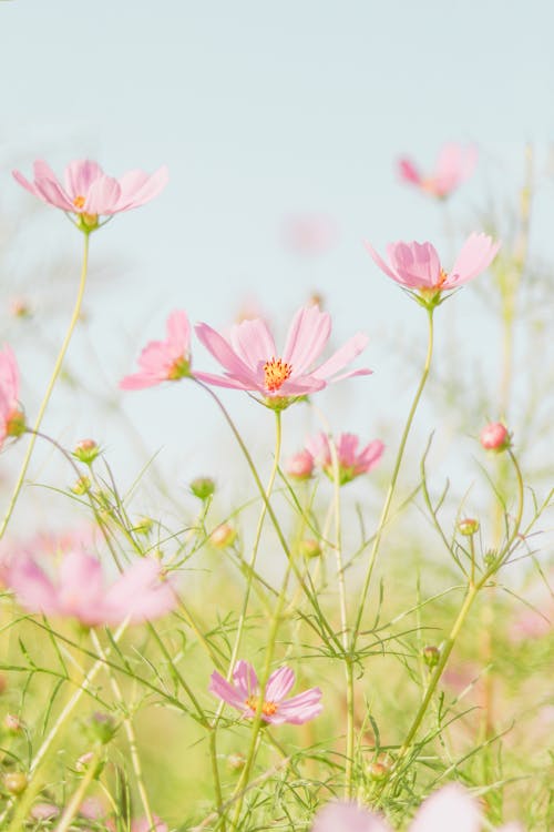 Bright blossoming garden cosmos flowers growing in green field in nature in daylight