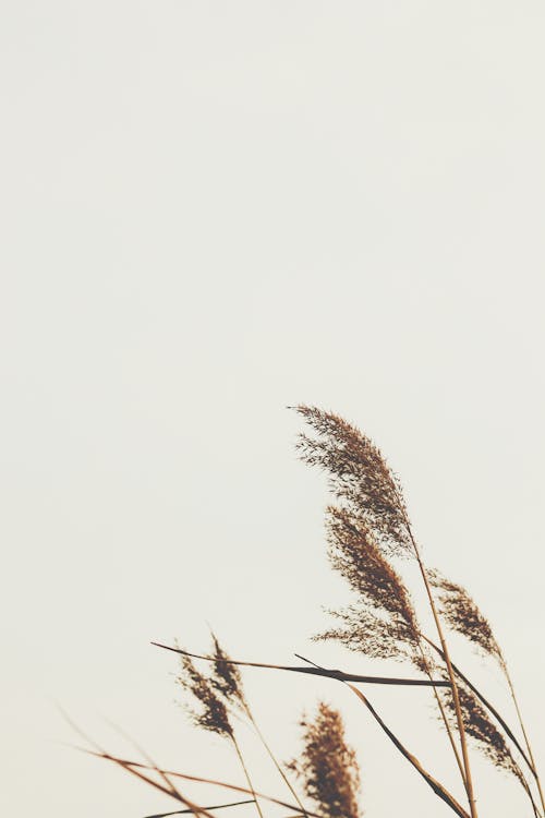 Tall grass with fluffy inflorescence in nature under cloudless sky