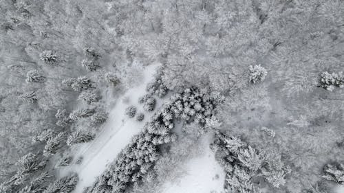 Free Birds Eye View of Snow Covered Trees Stock Photo