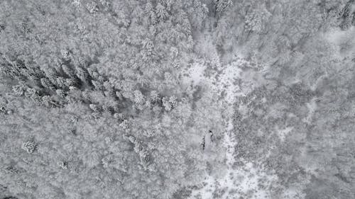 Aerial Photography of Trees in the Forest Covered with Snow during Winter
