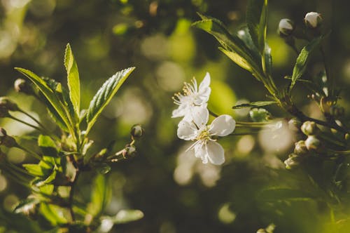 Fotografi Fokus Selektif Bunga Petaled Putih