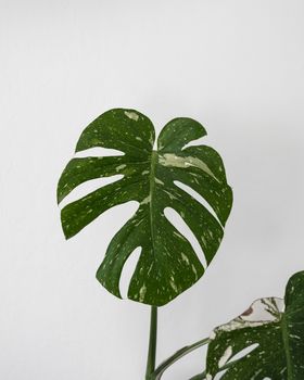Vibrant Monstera Deliciosa leaf against a clean white background.. vibrant, monstera, deliciosa