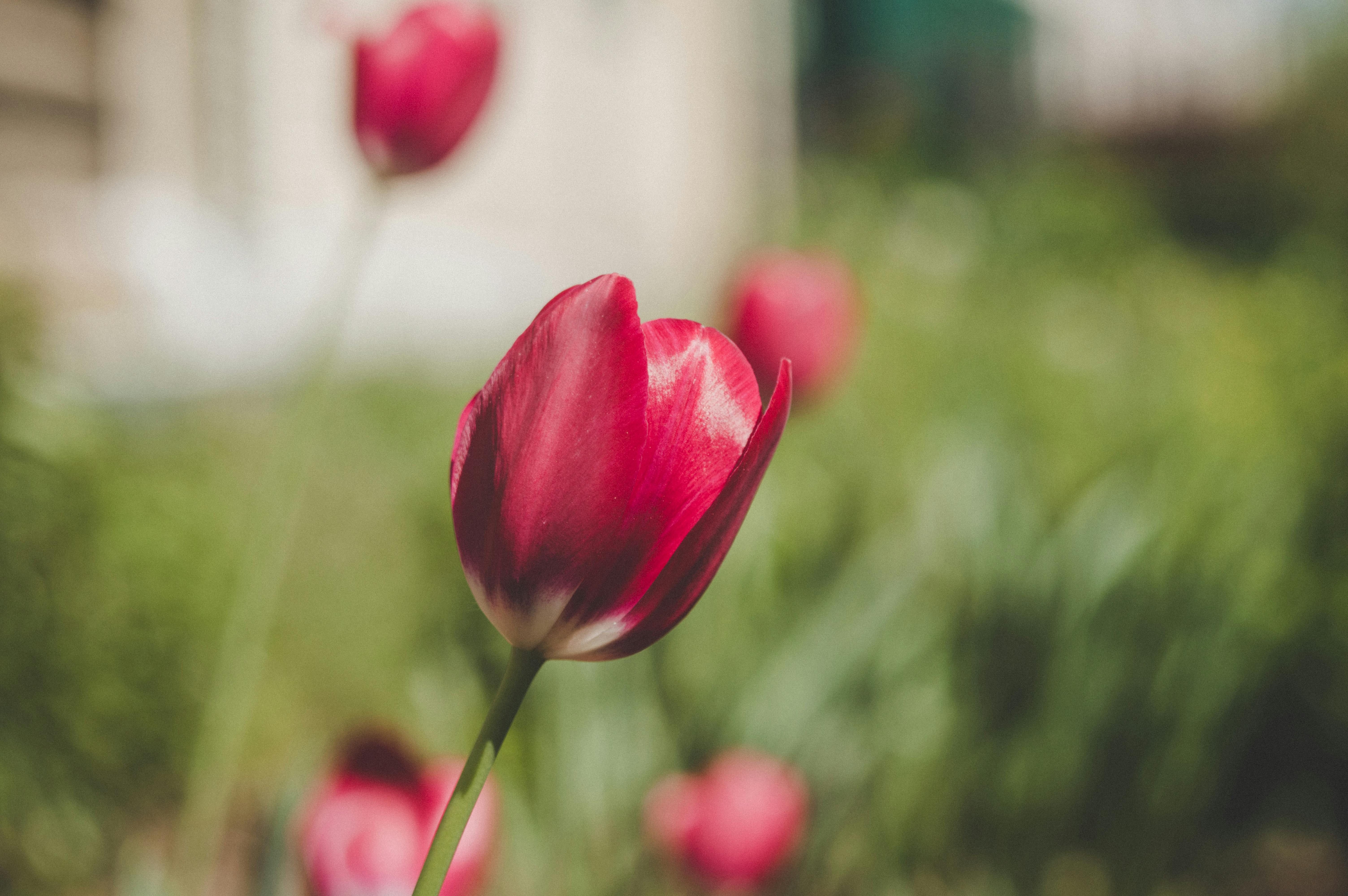 Red and White Tulips · Free Stock Photo