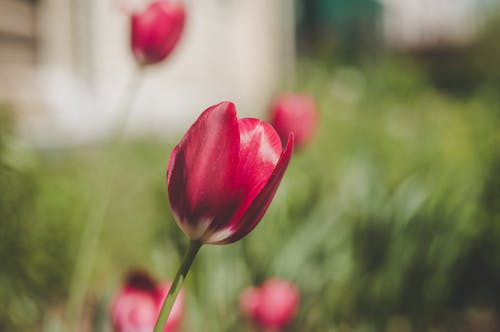 Красные и белые тюльпаны