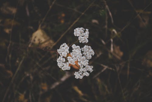 Gratis Bunga Berkelompok Putih Foto Stok
