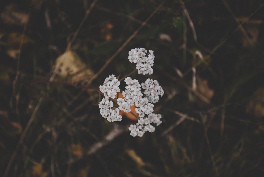 White Clustered Flowers