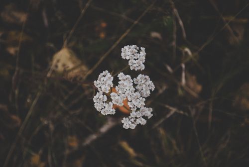 Free Detailed view of white yarrow flowers surrounded by dark foliage in outdoor environment. Stock Photo