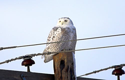 Free stock photo of snowny owl