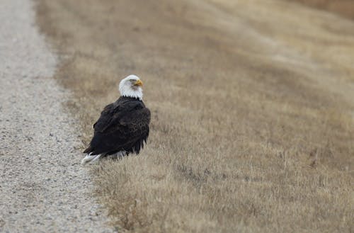 бесплатная Бесплатное стоковое фото с Белоголовый орлан, Клюв, коричневая трава Стоковое фото