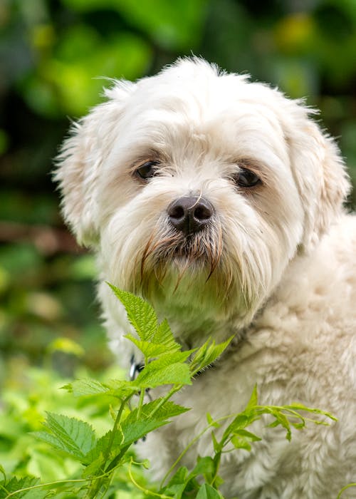 Close-up Photo of a Maltese Dog