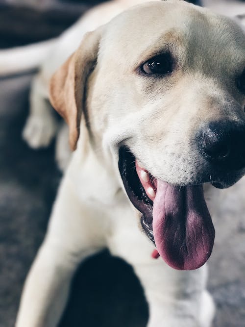 Kostenlos Nahaufnahmefoto Des Weißen Hundes Stock-Foto