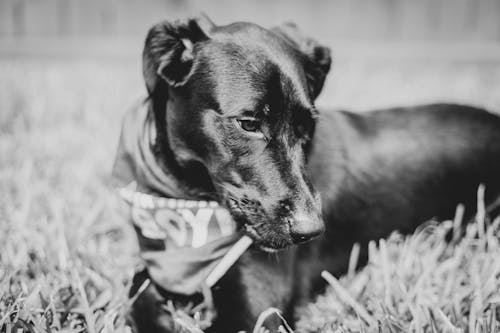 Free stock photo of black dog, dog, labrador