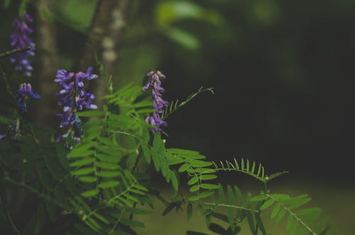 Зеленые и фиолетовые листья растений