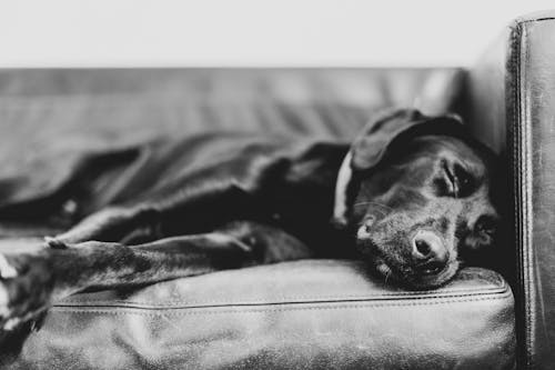 A Grayscale of a Sleeping Dog