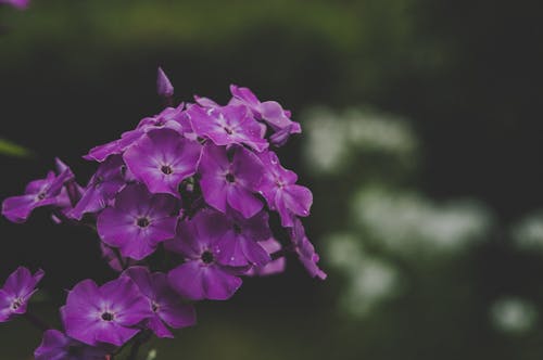 Purple Petaled Flowers