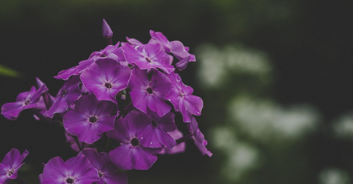 Fleur Violette : Top 15 Variétés Jardin