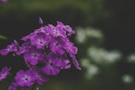 特写镜头中，充满活力的紫色福禄劝花展现了自然之美与错综复杂的花卉细节