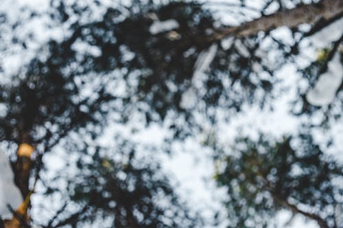 녹색 나무의 로우 앵글 사진