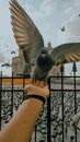 Crop unrecognizable person feeding pigeon from hand near fence and square with temple in city street in daylight