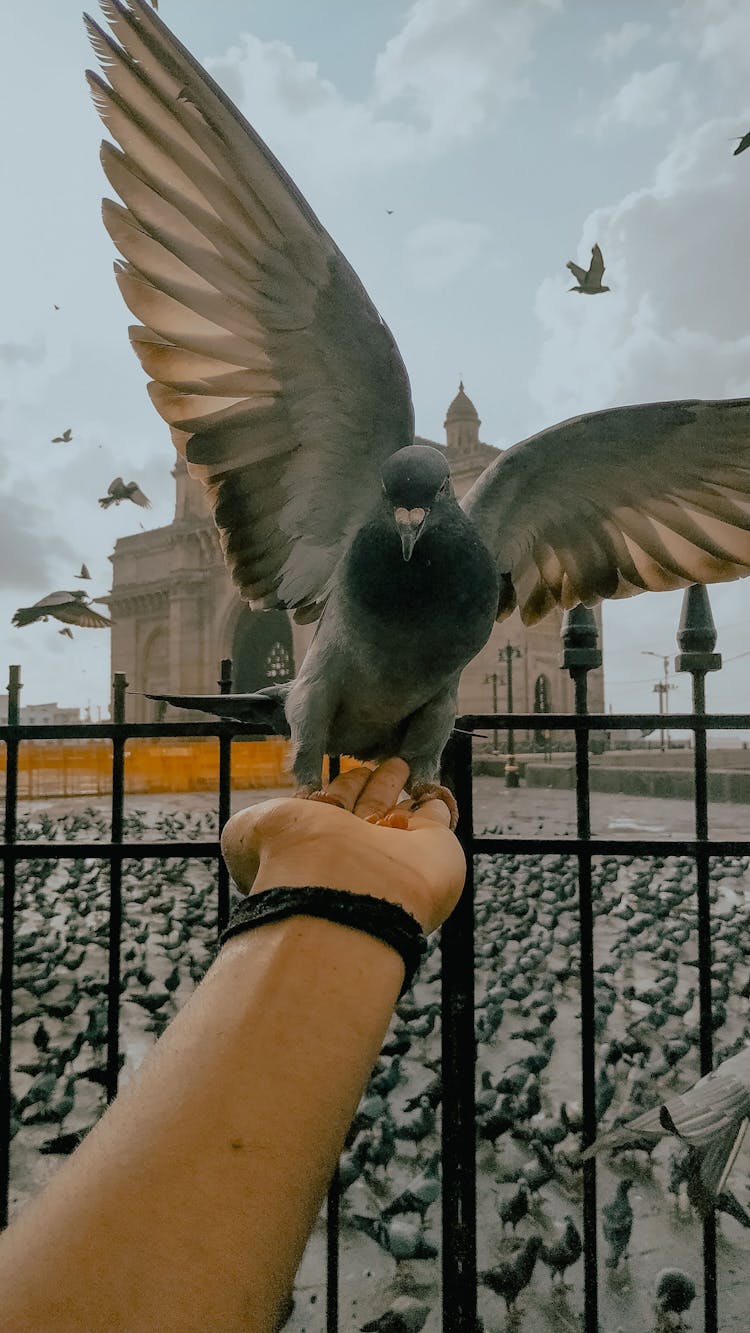 Faceless Person With Pigeon On Hand Near Fence And Square