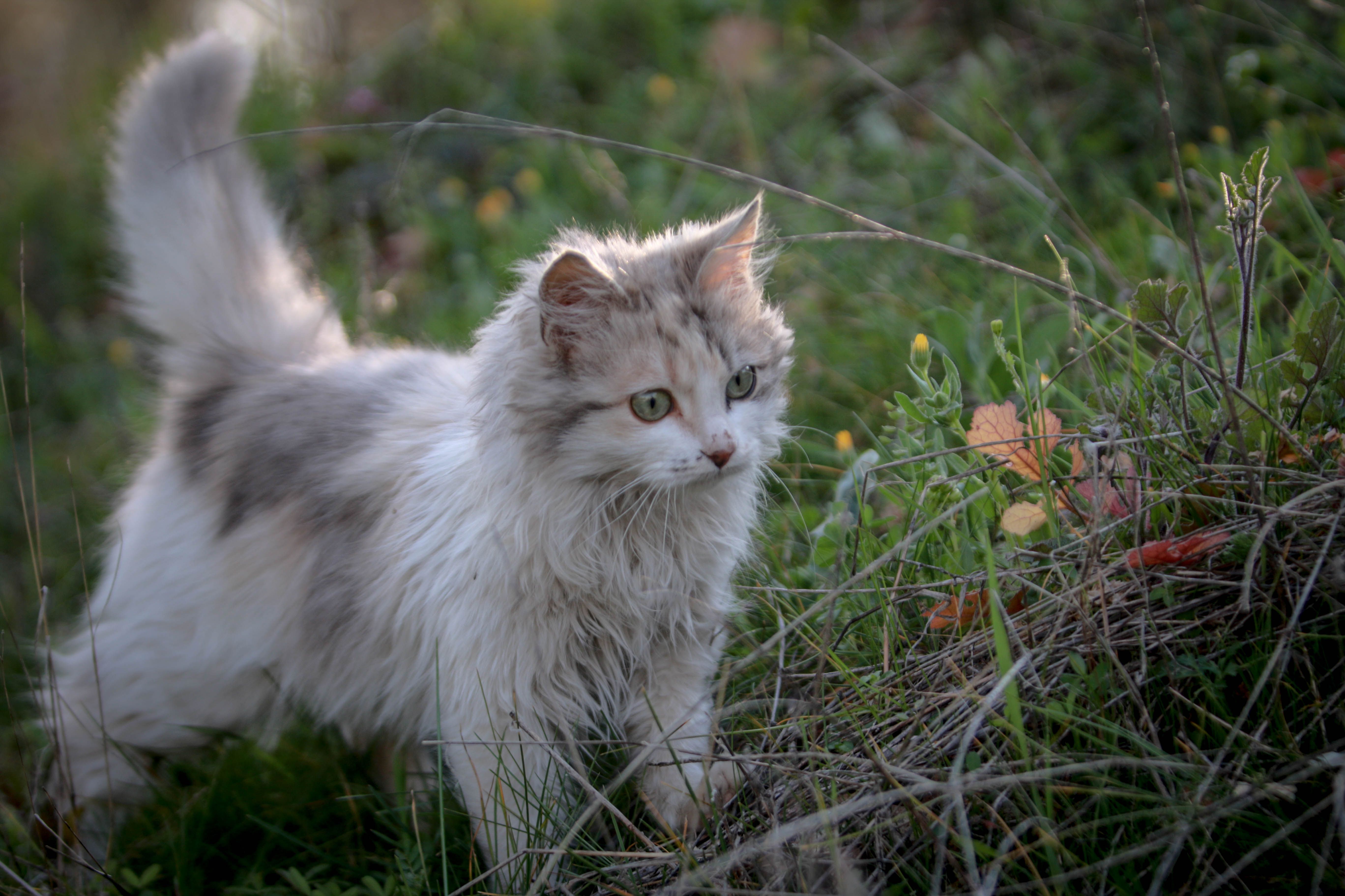 A Close-Up Shot of a Cat on Grass · Free Stock Photo