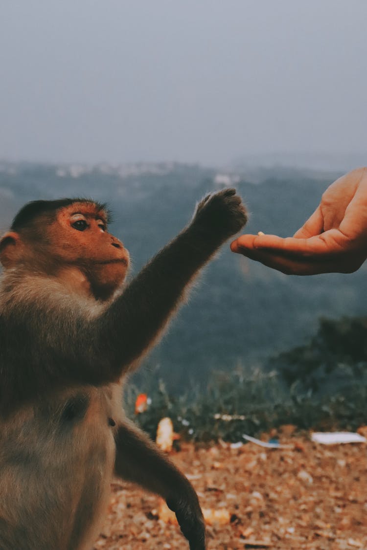 Brown Monkey And A Persons's Hand