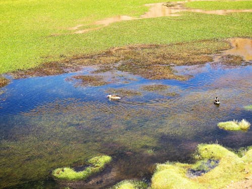 Бесплатное стоковое фото с болото, водоем, трава