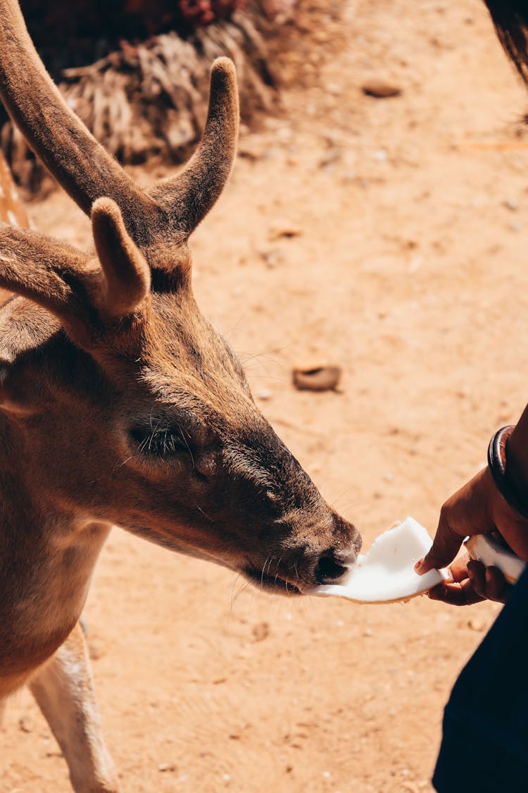 Unrecognizable Person Feeding Deer With Cabbage Leaf