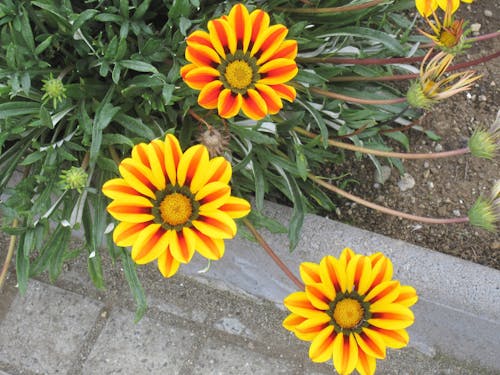 Imagine de stoc gratuită din america de sud, Chile, floare