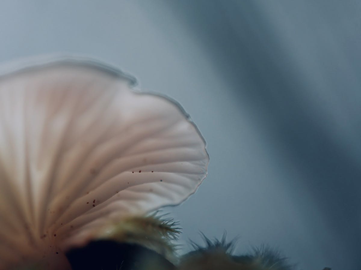 Music app interface displaying mood-based playlist categories