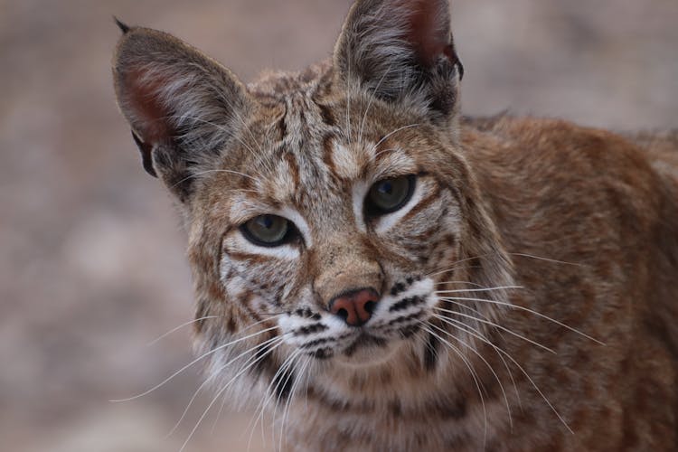 

A Close-Up Shot Of A Bobcat