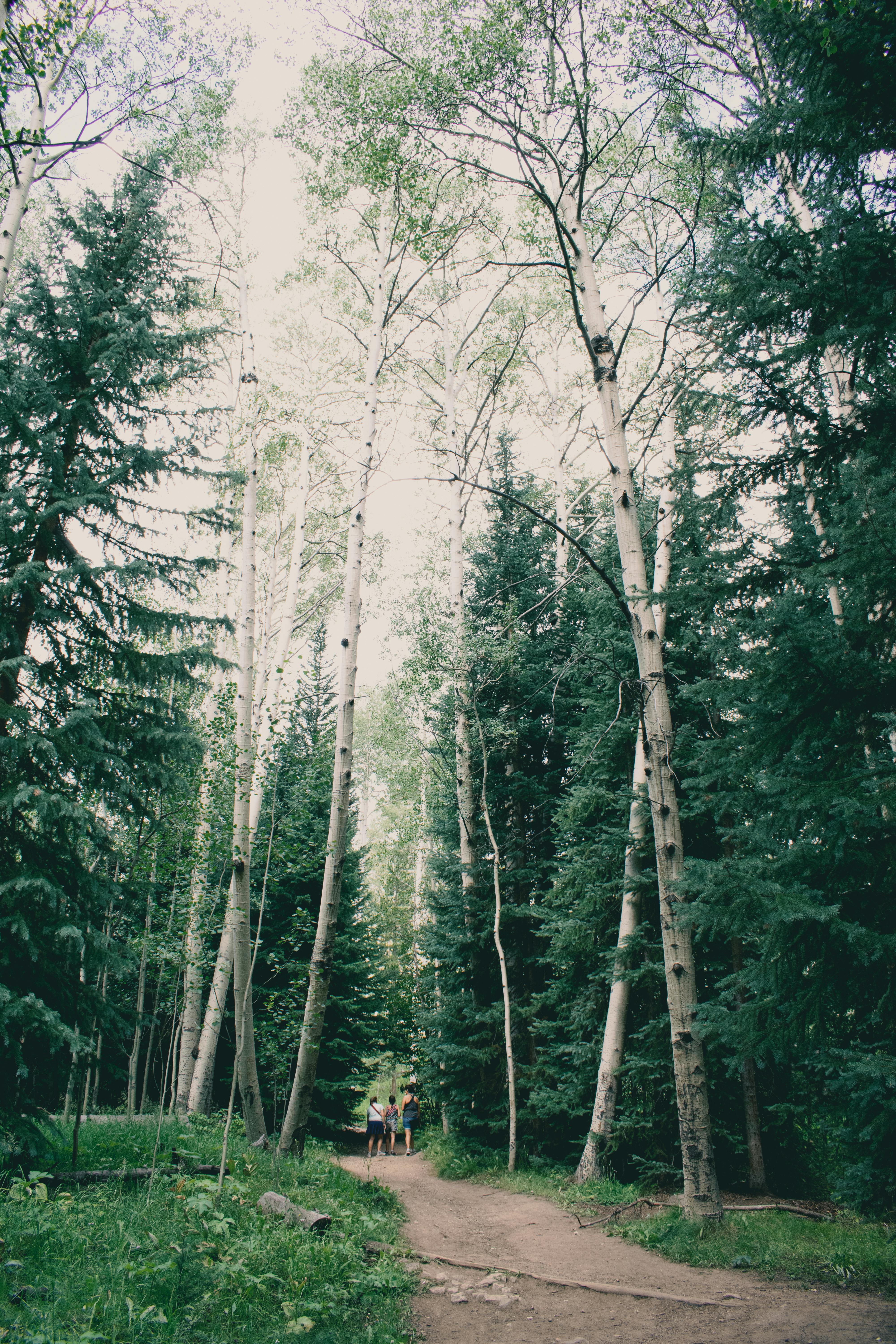 Discover a serene forest pathway surrounded by tall trees in Dillon, Colorado, perfect for nature walks.