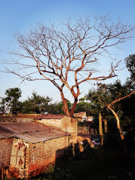Free stock photo of tree, tree without leaps, village