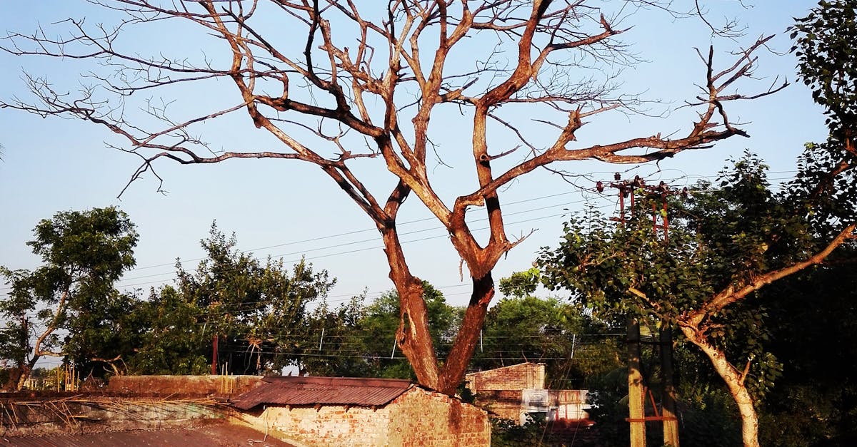 Free stock photo of tree, tree without leaps, village