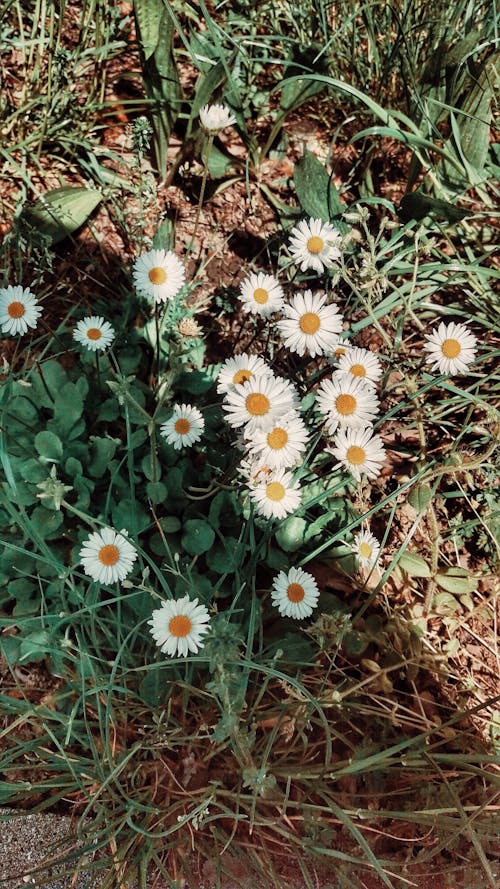 Foto stok gratis aster putih, bunga putih, halaman rumput